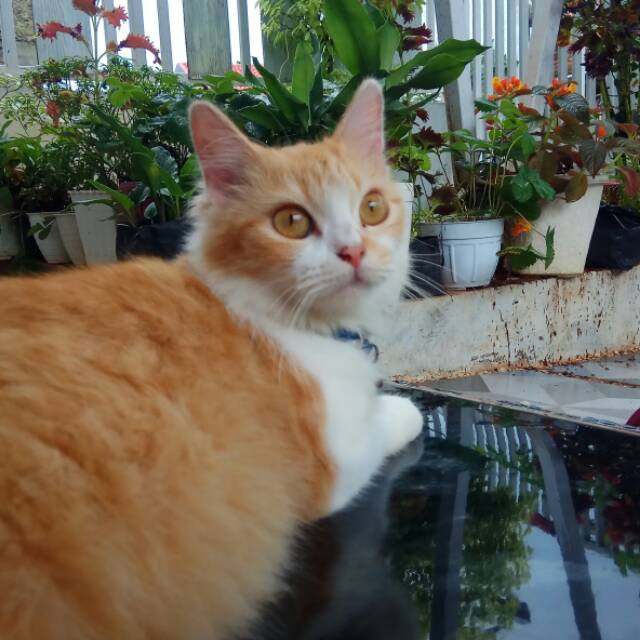 bagas_dk