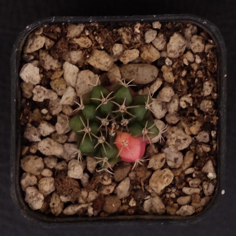 kaktus gymno gymnocalycium variegata M