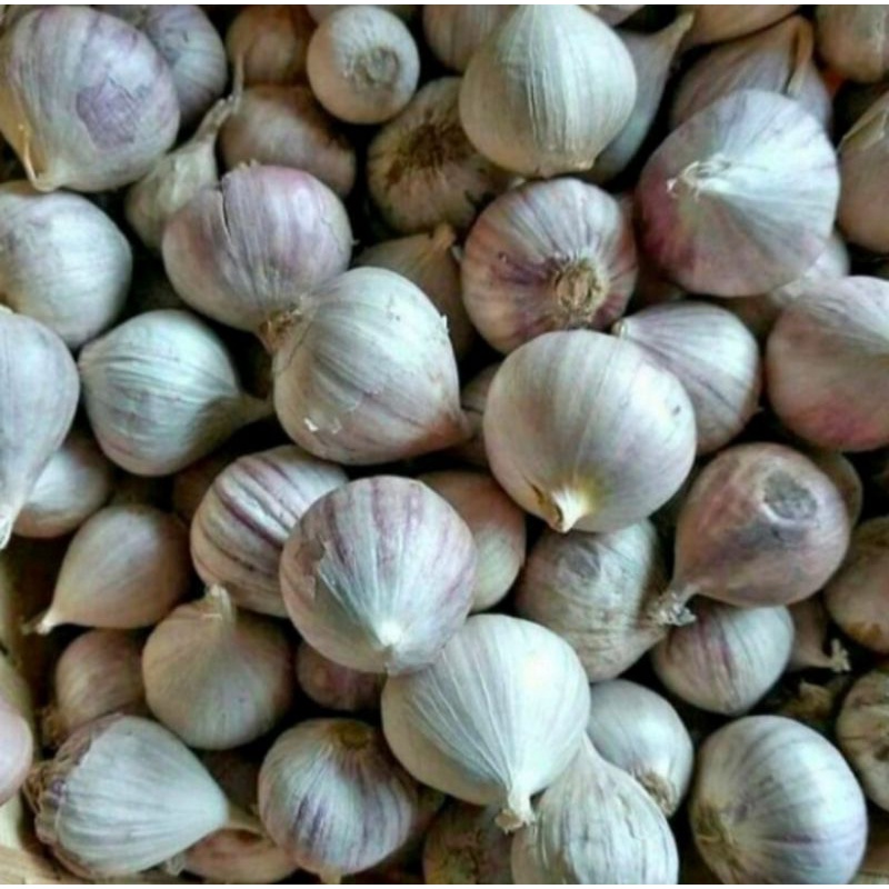 

BAWANG PUTIH TUNGGAL LANANG UKURAN BESAR 100 & 200 GRAM