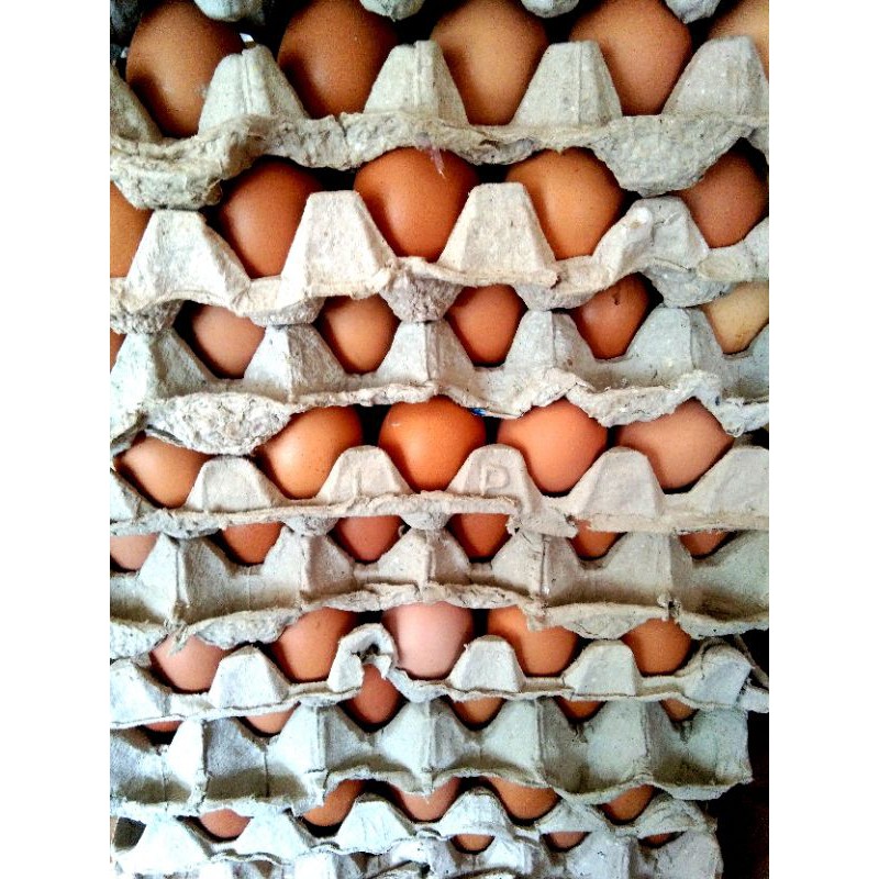 

Telor Ayam Negri Murah 15 kg / ikat