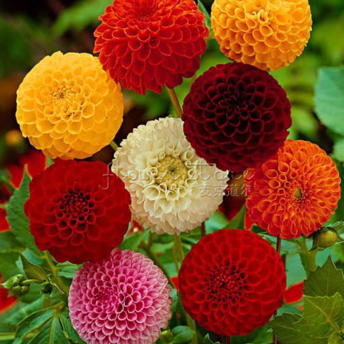 Murah Meriah Kak >>>> Benih Bunga Dahlia / Biji Bunga Dahlia Pompom Benih Bunga Cantik