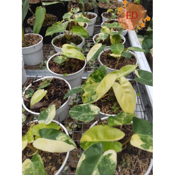 phillodendron burlemarx varigata batang/stang orange