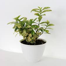 tanaman hias asoka variegata /pohon asoka variegata