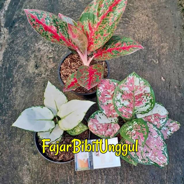 Paket 3 bunga aglonema import Cantik