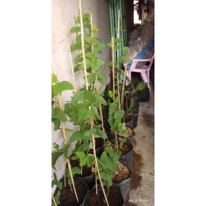 

Tongkeng sayur