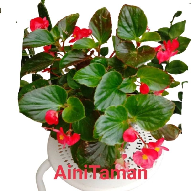 Tanaman Hias Begonia Gantung Bunga Merah / Begonia Daun Hijau