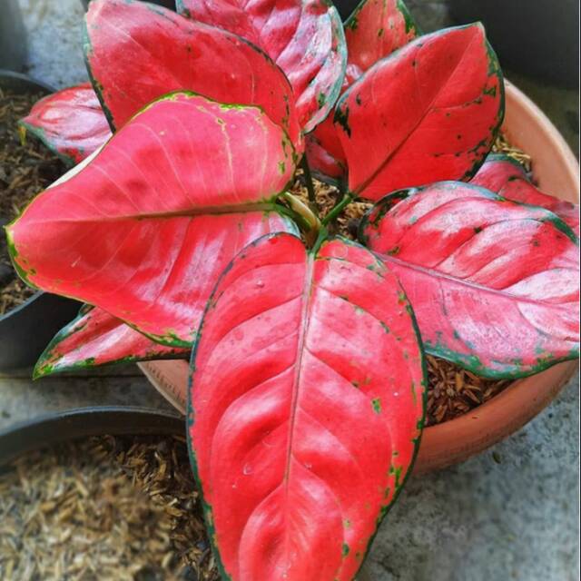 Tanaman hias suksom jaipong/suksom jaipong