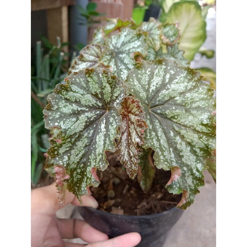 Begonia Silver wings