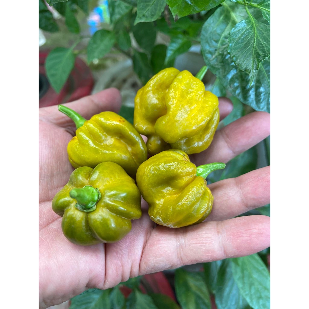 Benih Bibit Biji - Cabai 7 Pot Gigante Mustard Cabe Pepper Seeds