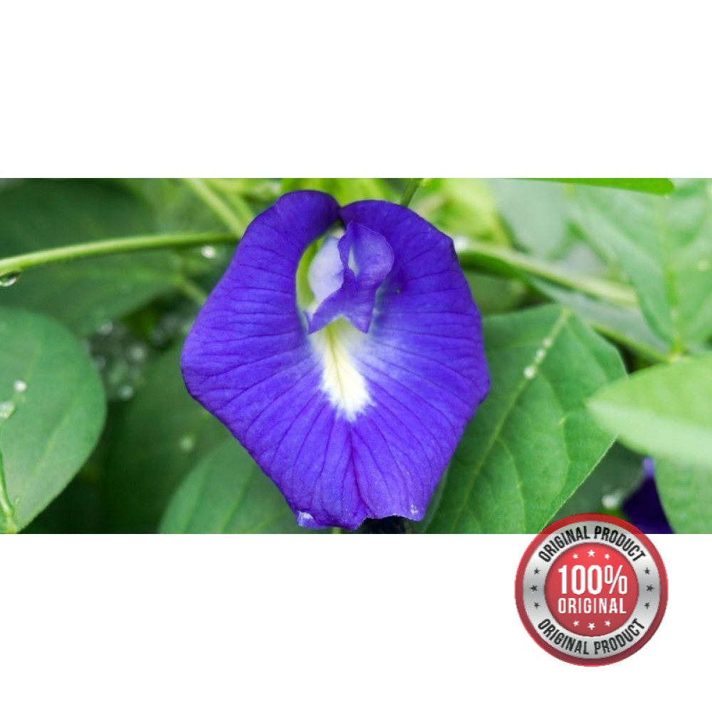 

BUNGA TELANG KERING 10G UNTUK TEH TELANG DRIED BUTTERFLY FLOWER PEA TEA HERBAL PEWARNA BIRU UNGU WEDANG UWUH LAVENDER TELLANG TUMPUK CELUP BIDARA DAUN KELOR JATI CINA ROSELLA ROSELA KAYU SECANG UNTUK DIET KETO DEBM MERAH ORGANIK ORGANIC BLUE GULA BATU JSR