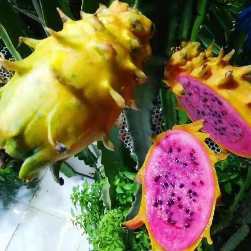 bibit buah naga kuning super berkwalitas