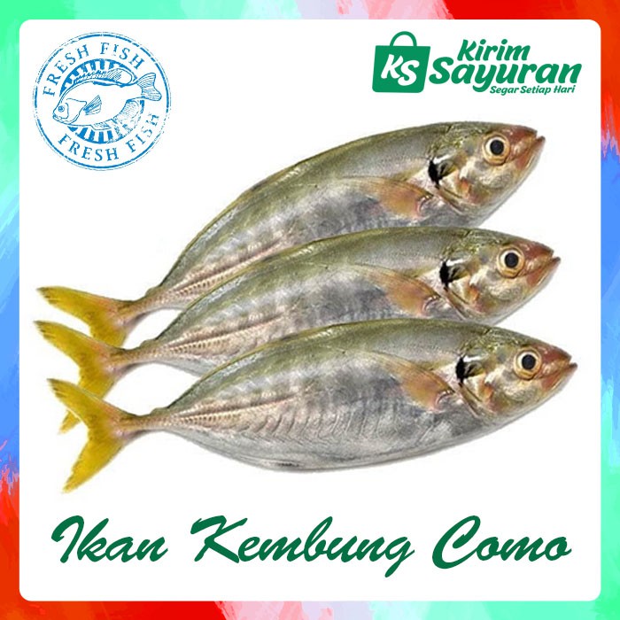 

Ikan Kembung Como (500 g)