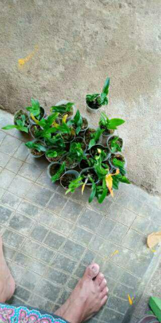 Anggrek Sedling Dendro Hybrid