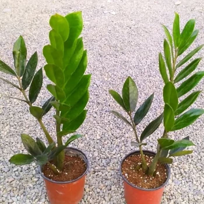 Tanaman hias dolar jamea sokes