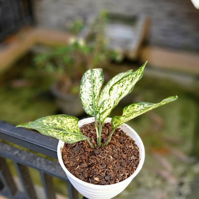 Aglaonema Snow White