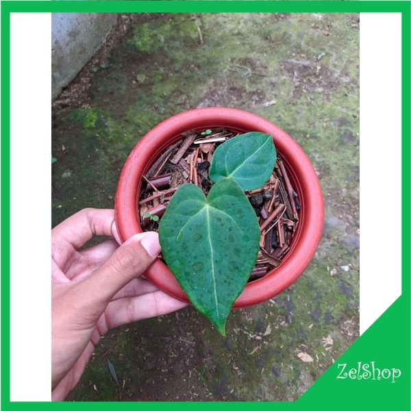Anthurium Dark Phoenix / Kuping Gajah Dark Phoenix Original