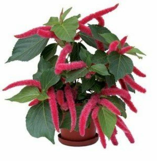 Tanaman ekor kucing acalypha