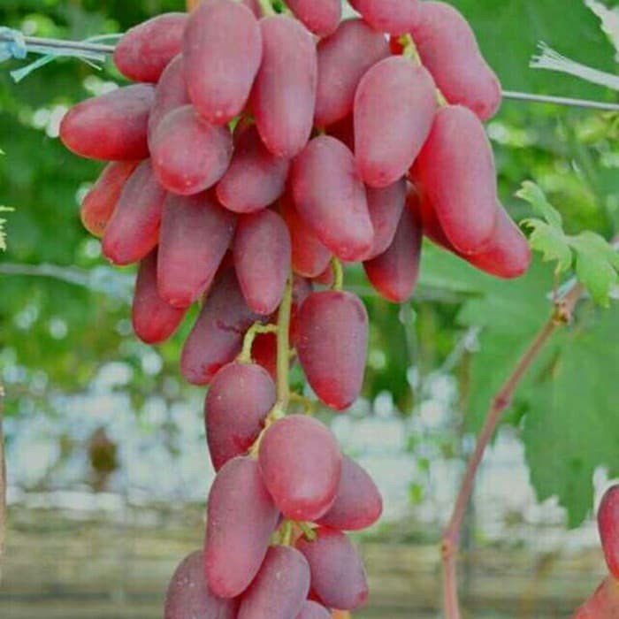 Bibit anggur import dubovski pink Grafting Siap Berbuah