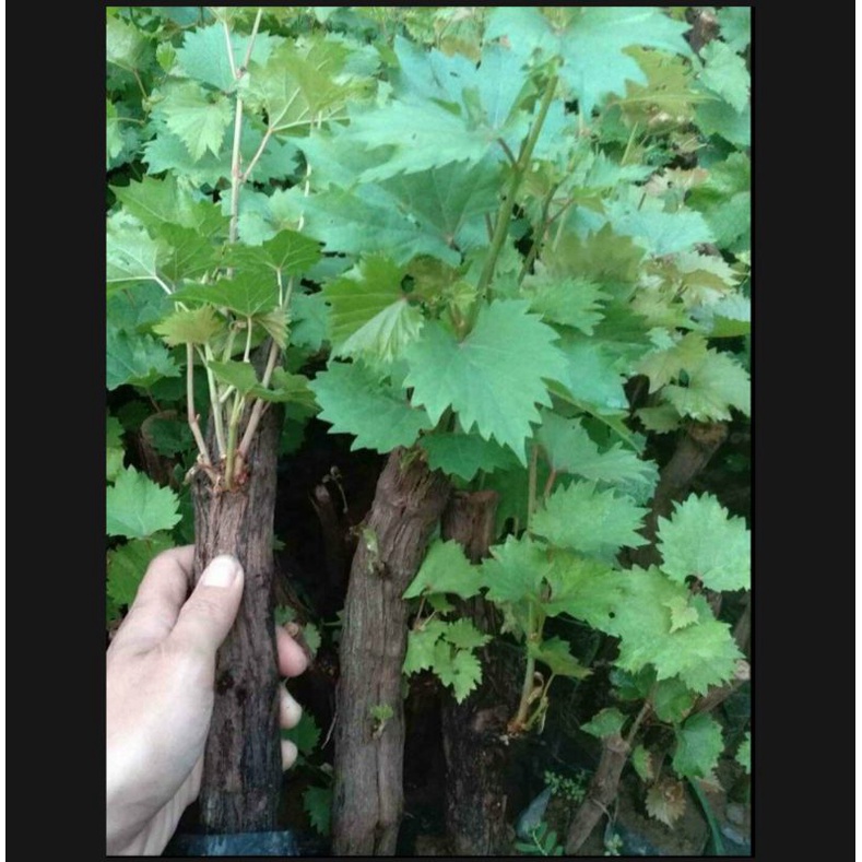 bibit anggur Bonggol besar