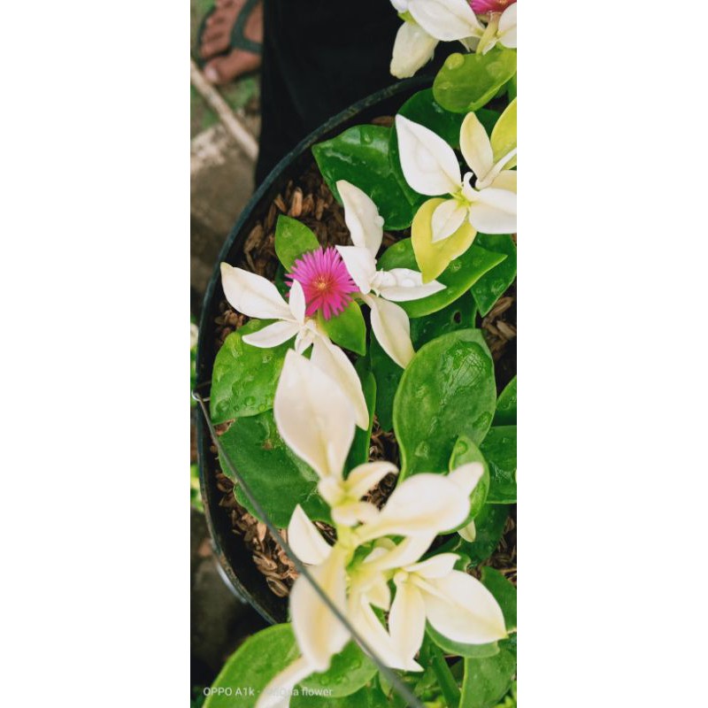 TANAMAN hias HERBRAS/tanaman hidup /tanaman indor/TANAMAN GANTUNG