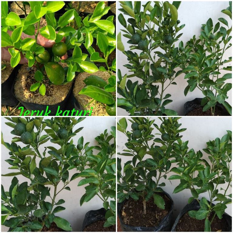 Bibit Jeruk Kasturi