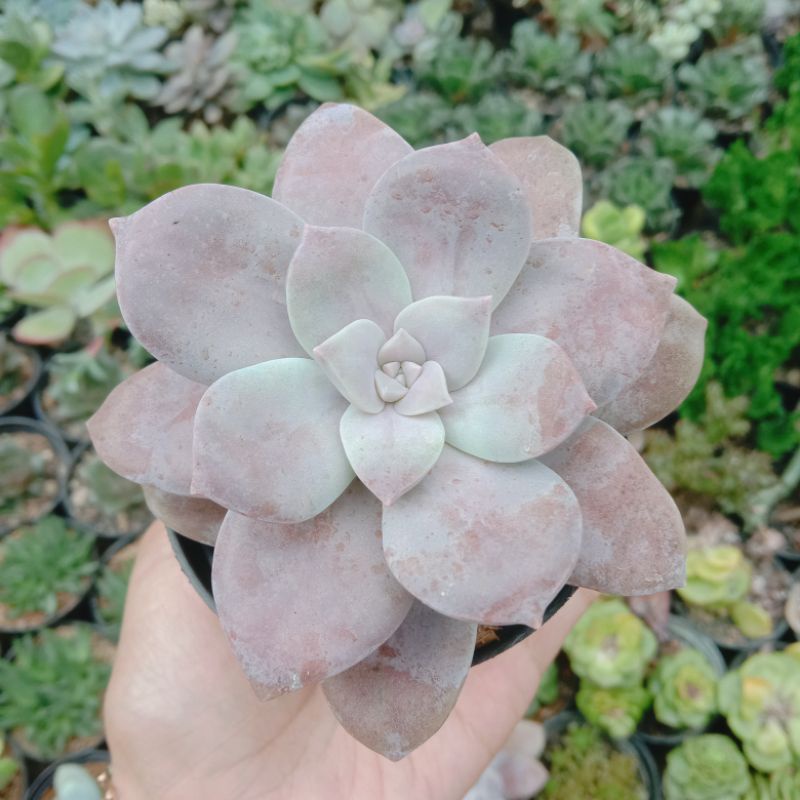 sekulen graptoveria superbum