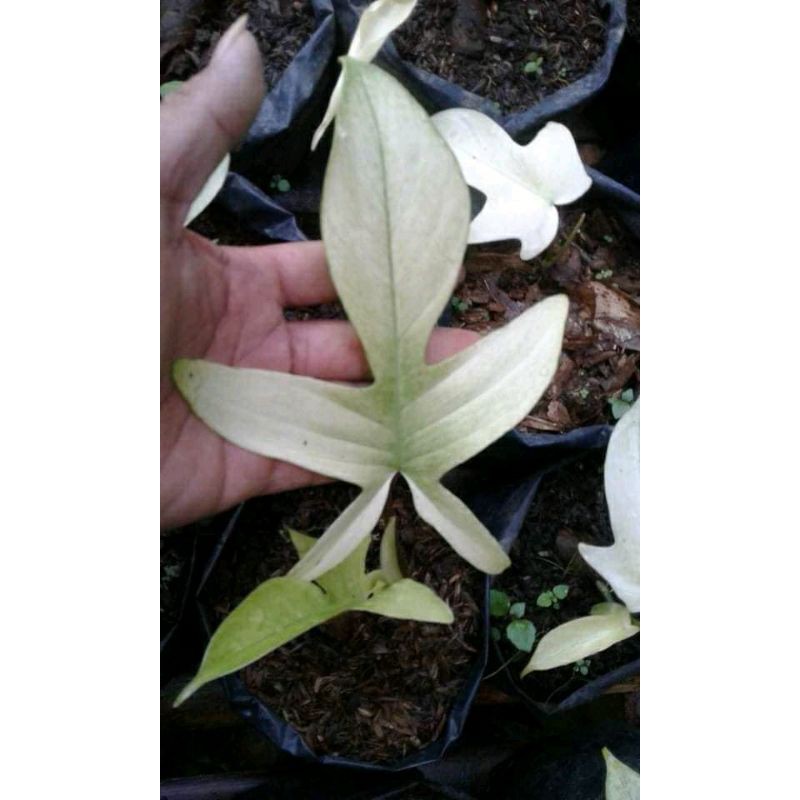 Tanaman Florida Ghost / Tanaman Hias Florida Ghost