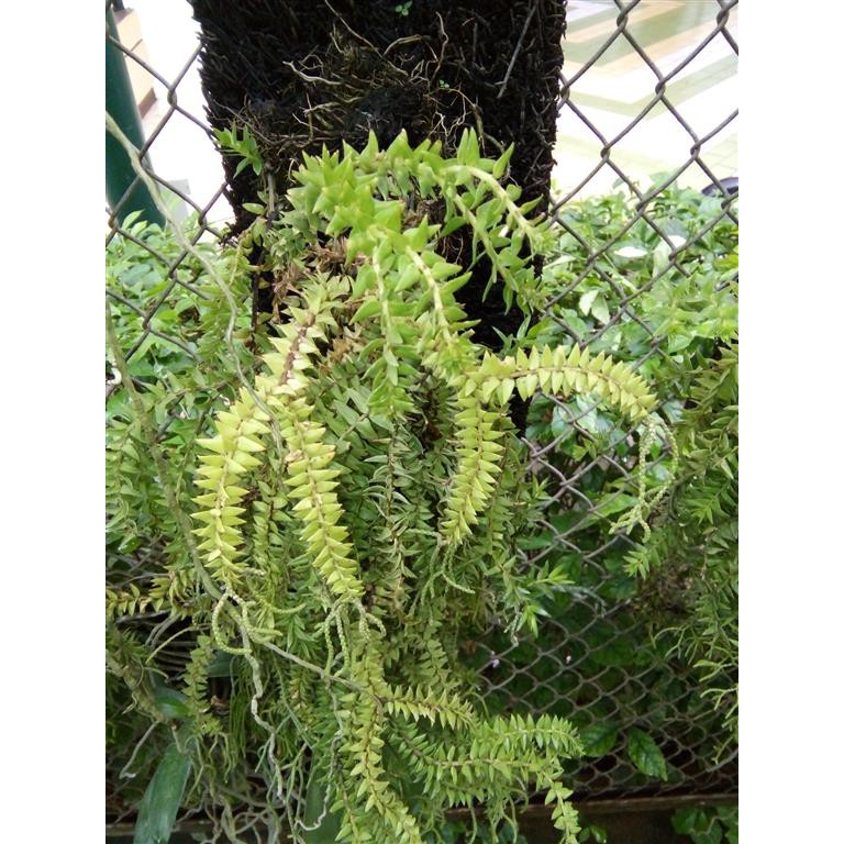 Bibit tanaman hias huperzia subur dengan media pakis lempeng