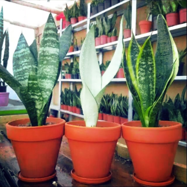 Paket 3 tanaman sansivera lidah mertua sansivera moonshen sansivera hijau sansivera kuning