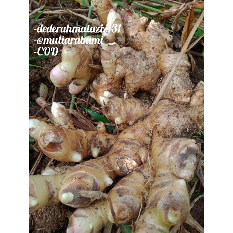 

Jahe Gajah jahe putih 500gr