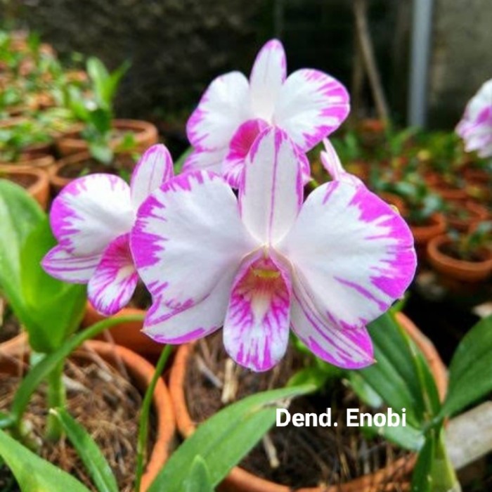 Anggrek Dendrobium Enobi Splash