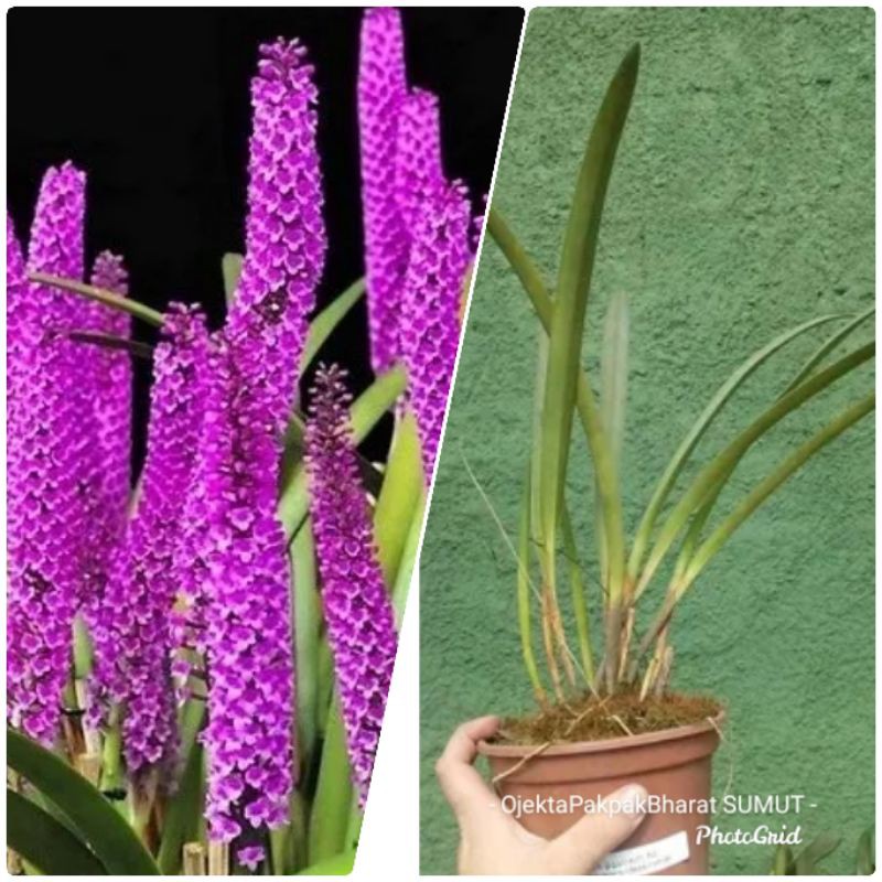 Anggrek Hutan Arpophyllum anggrek Hutan Sumatera