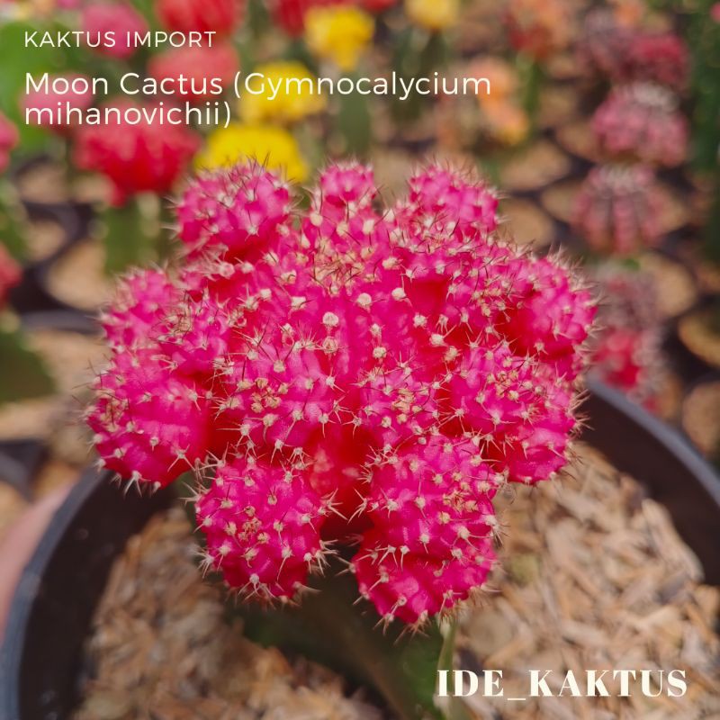 Kaktus import Pink Moon Cactus (Gymnocalycium Mihanovichii) Gratis Pot