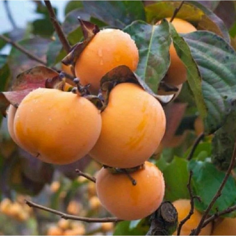 bibit kesemek hasil cangkok