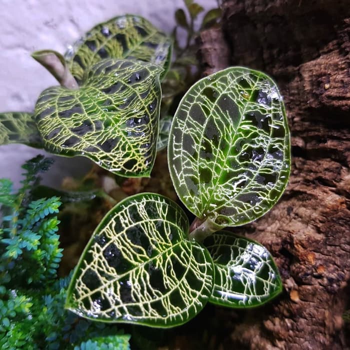 Macodes petola 'jewel orchid' - Tanaman hias paludarium / Vivarium