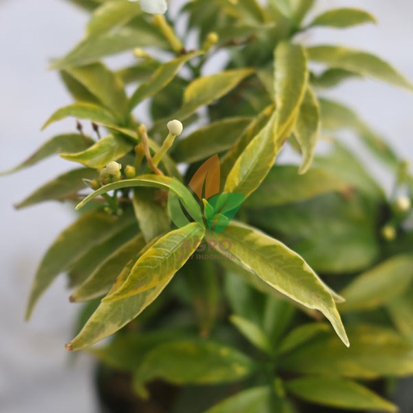 Rombusa Mini Daun Kuning 10 Cm