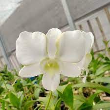 anggrek dendro liberty dewasa