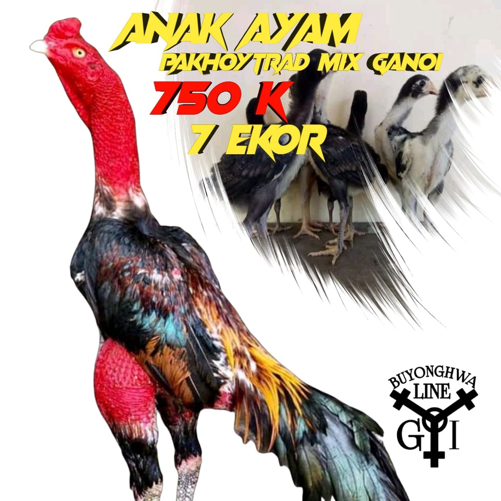 anak ayam bangkok ganoi mix pakhoy 7 ekor usia 3 minggu