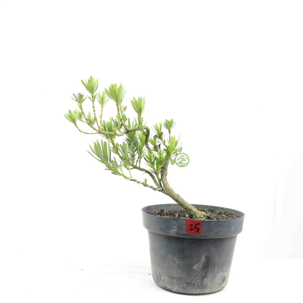 Bahan Bonsai Lohansung Biru 25