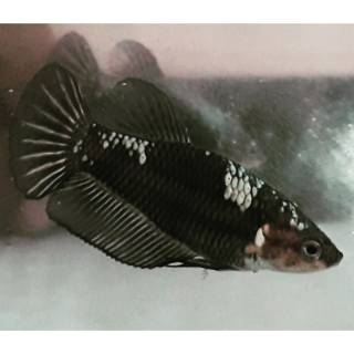 45 Gambar Ikan Cupang Black Samurai Gratis Terbaik