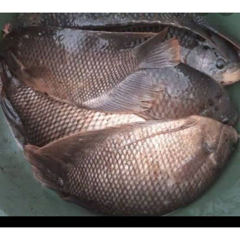 

ikan gurame segar 500grm