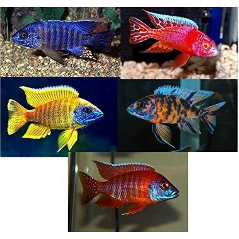 Paket AFRICAN Cichlid Model Peacock