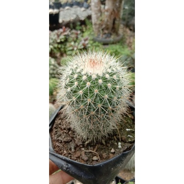 kaktus import/kaktus ownroot/kaktus murah