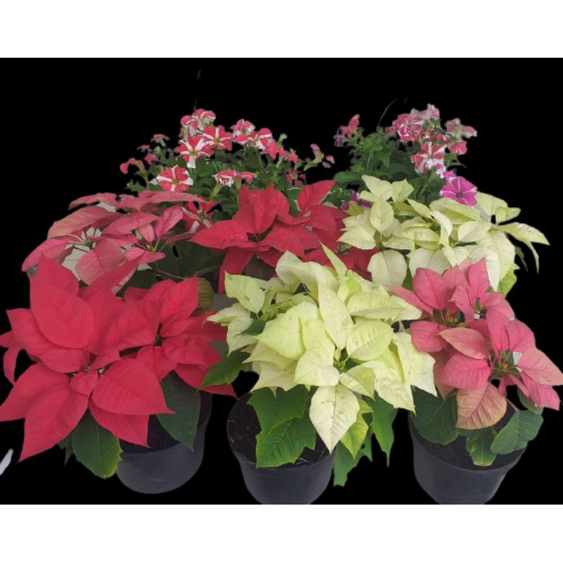 PAKET 3 WARNA BUNGA SUPER KASTUBA POINSETTIA WARNA RANDOM | TERMURAH