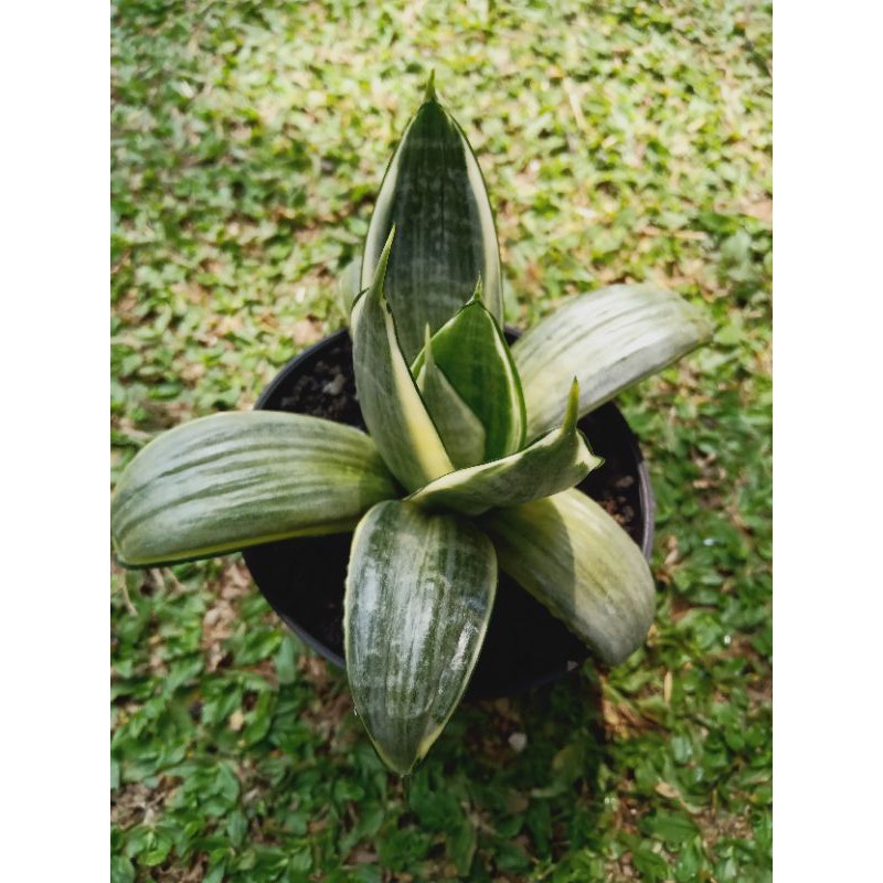 Sansevieria Hahnii Silver Frost