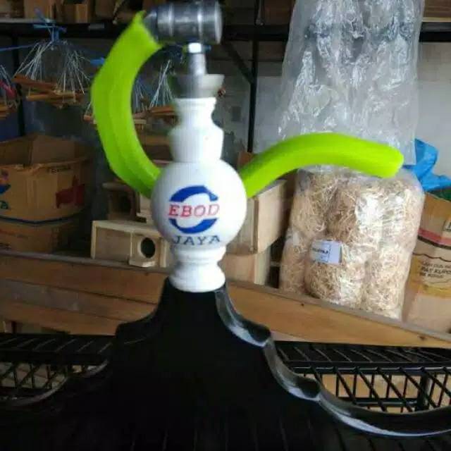 PION KANDANG KOTAK ATAU PLECI EBOD JAYA