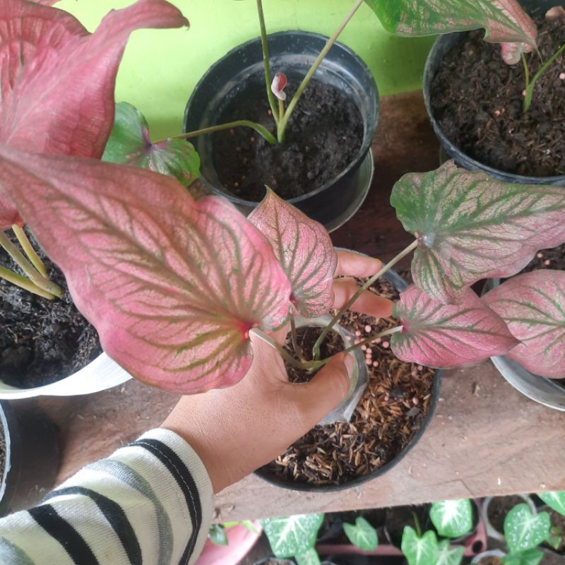 caladium infinity
