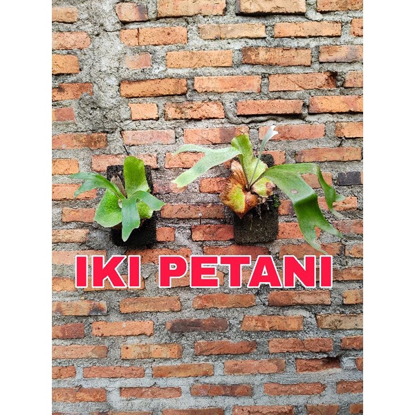 platycerium stemaria