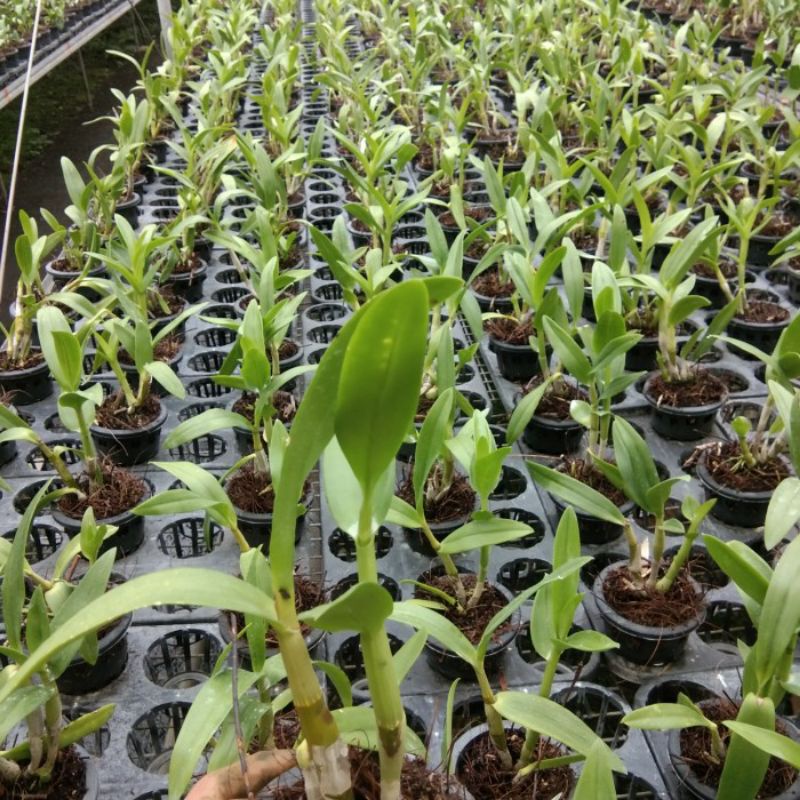 BUNGA ANGGREK         Seedling anggrek hitam Papua