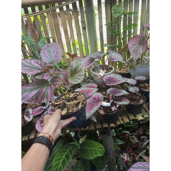 tanaman hias .(begonia Rex wallet)
